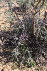 Cyanella hyacinthoides