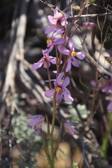Cyanella hyacinthoides