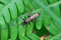 Ichneumon annulatorius