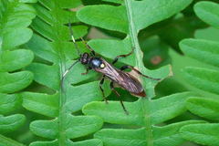 Ichneumon annulatorius