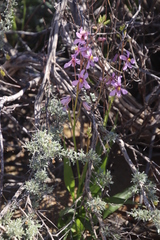 Cyanella hyacinthoides