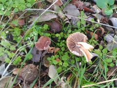 Psathyrella pennata
