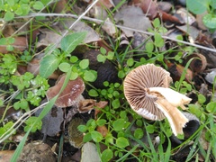 Psathyrella pennata