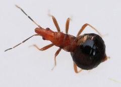 Loricula elegantula