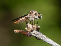 Heteropogon macerinus
