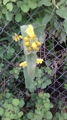 Phlomis bourgaei