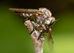 Heteropogon macerinus