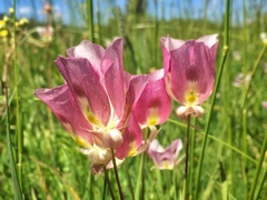 Calochortus eurycarpus