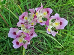 Calochortus eurycarpus