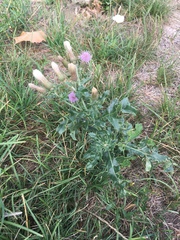 Cirsium arvense