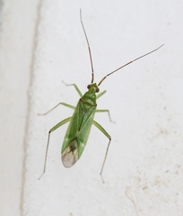 Blepharidopterus angulatus