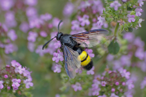 Scolia hirta photo 3
