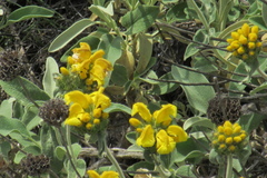 Phlomis bourgaei