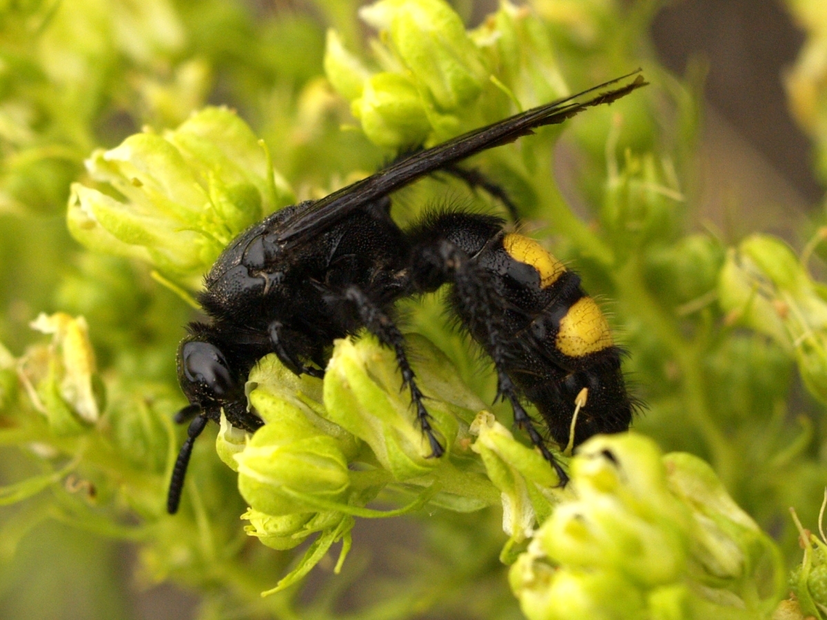 Photos of Hairy Scoliid Wasp (Scolia hirta) · iNaturalist