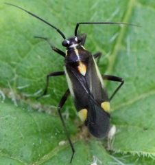 Capsodes sulcatus