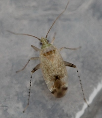 Compsidolon salicellum