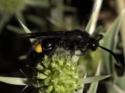Geelstreepdolkwesp, photo 6 of 7