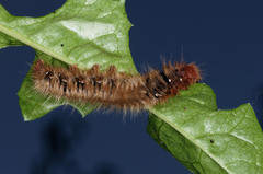 Lasiocampa quercus