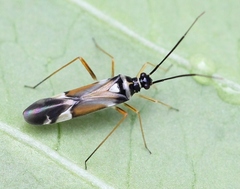 Cyllecoris histrionius