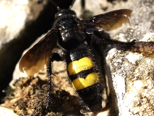 Geelstreepdolkwesp, photo 7 of 7