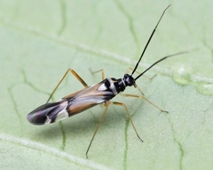 Cyllecoris histrionius