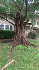 Metasequoia glyptostroboides