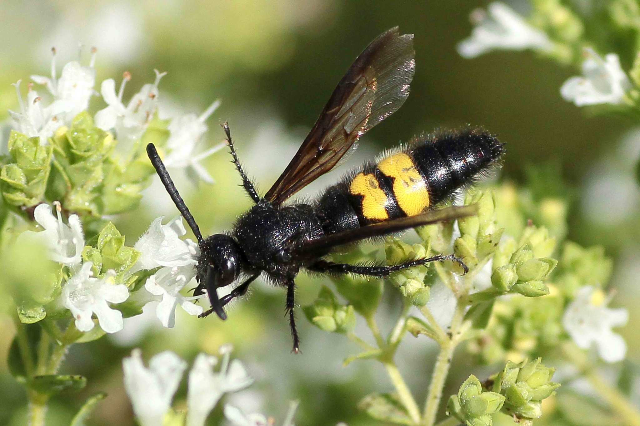 Scoliid wasp (Scolia hirta, Scolia hirta ssp. unifasciata, Scolia
