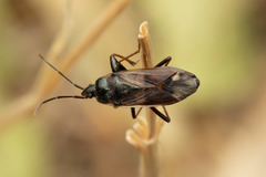 Eremocoris fenestratus