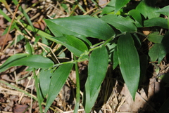 Dichanthelium boscii