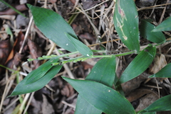 Dichanthelium boscii