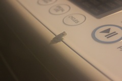 Osteopilus septentrionalis