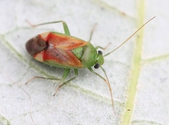 Dichrooscytus gustavi