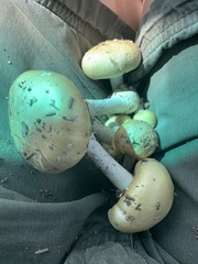 Fungi
