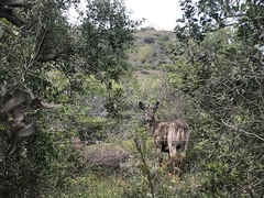 Hippocamelus bisulcus