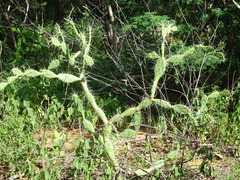 Opuntia caracassana