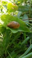 Succinea putris