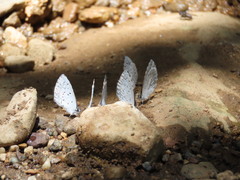 Celastrina echo gozora
