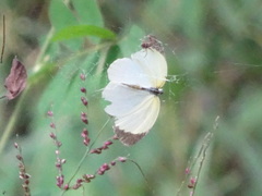 Leptophobia