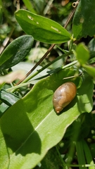 Succinea putris