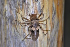 Enyaliopsis