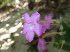 Ruellia costata