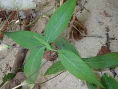 Ruellia costata