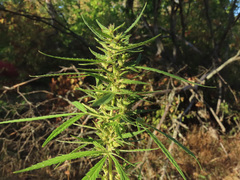 Cannabis sativa spontanea