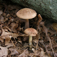 Tylopilus violatinctus