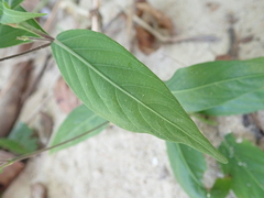 Ruellia costata