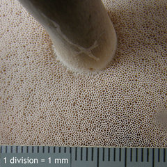 Tylopilus violatinctus