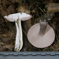 Tylopilus violatinctus