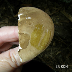 Tylopilus violatinctus