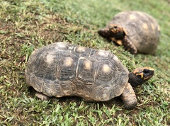 Chelonoidis carbonarius