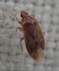 Cardiastethus fasciiventris